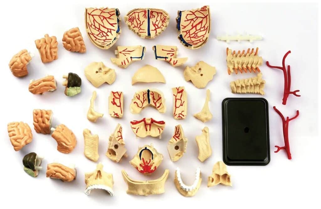 Идея для подарка: Анатомический набор Череп размером 9 см, сборный, 39 деталей Edu-Toys SK010