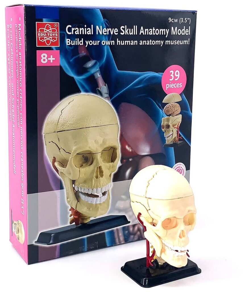 Идея для подарка: Анатомический набор Череп размером 9 см, сборный, 39 деталей Edu-Toys SK010