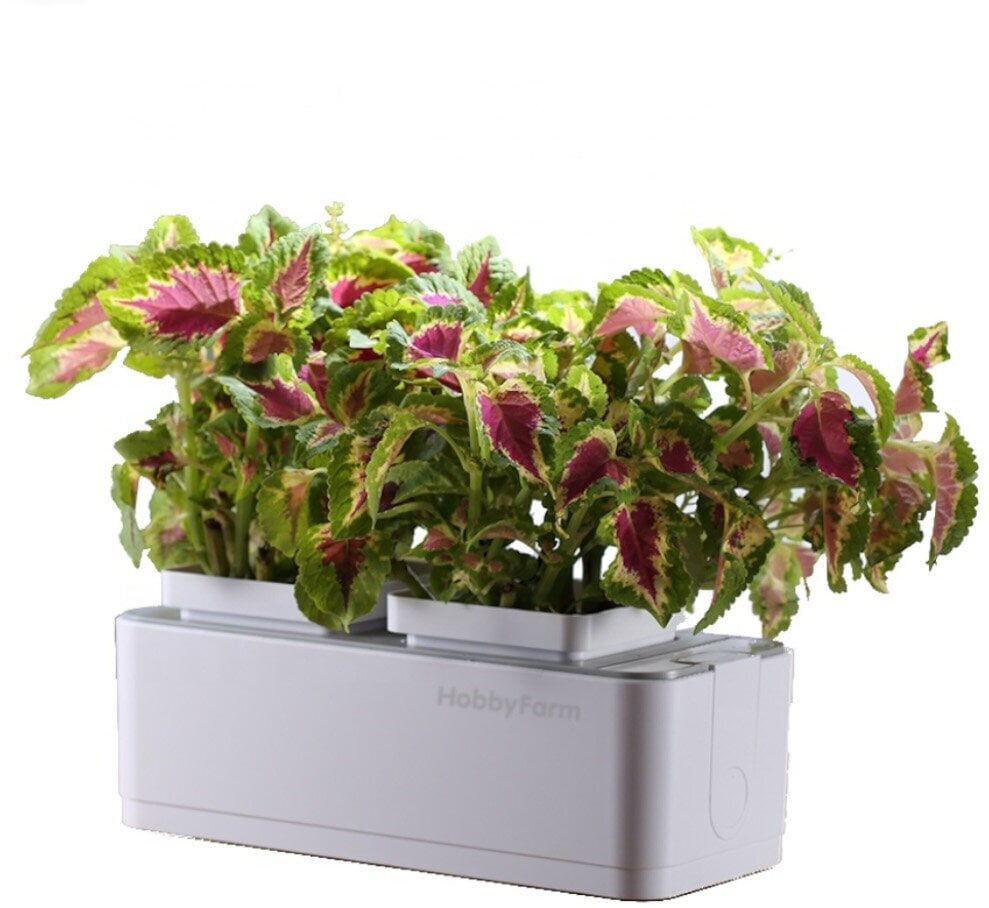 Идея для подарка: Гидропонная установка HobbyFarm Mini, домашний умный смарт сад