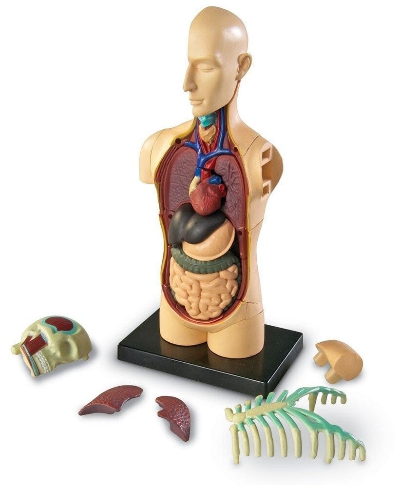 Идея для подарка: Конструктор "Анатомия человека. Тело" (31 элемент)