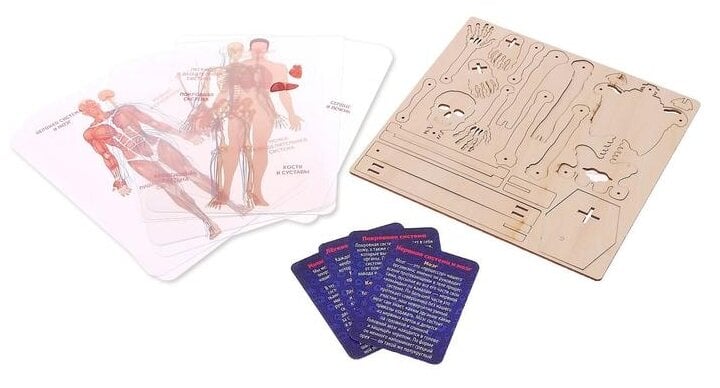 Идея для подарка: Набор для опытов Эврики "Строение человека", 10 обучающих карточек
