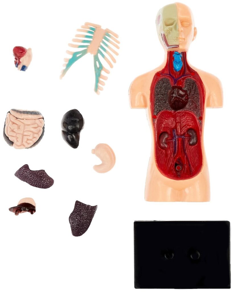 Идея для подарка: Научный опыт «Анатомия человека»